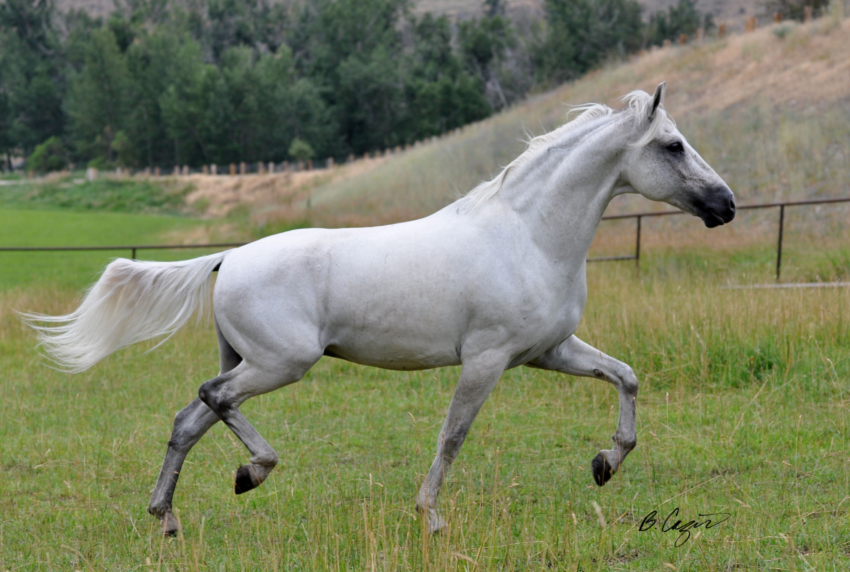 Imported MM Gelding Marching