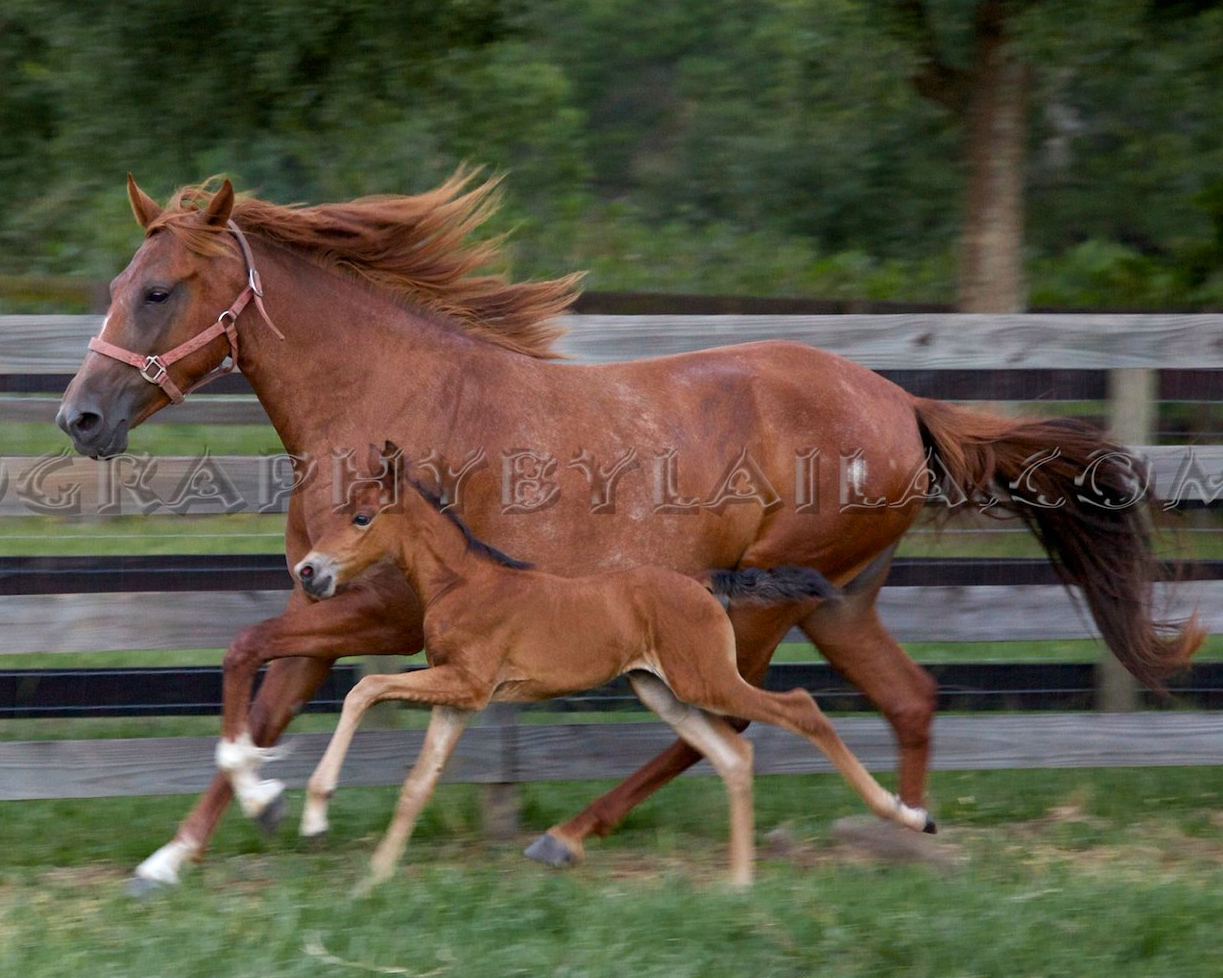 MM mare and foal